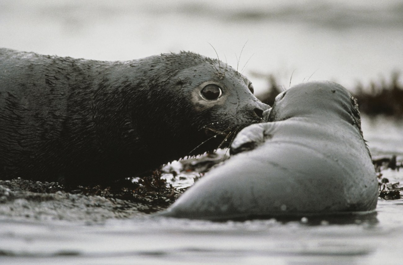 Two seals covered in black oil