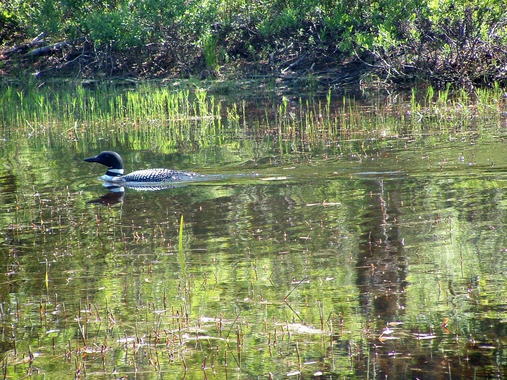 A loon on Echo Lake at Acadia National Park. A loon on Echo Lake at Acadia National Park.