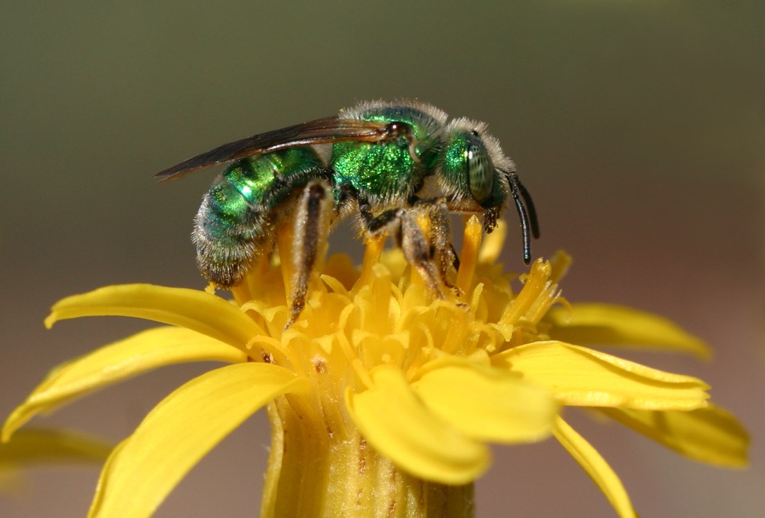 Green metallic sweat bee A green metallic sweat bee visiting a yellow flower