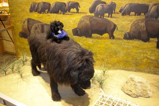 toy dog gets a ride on the back of Seaman the Dog robot.