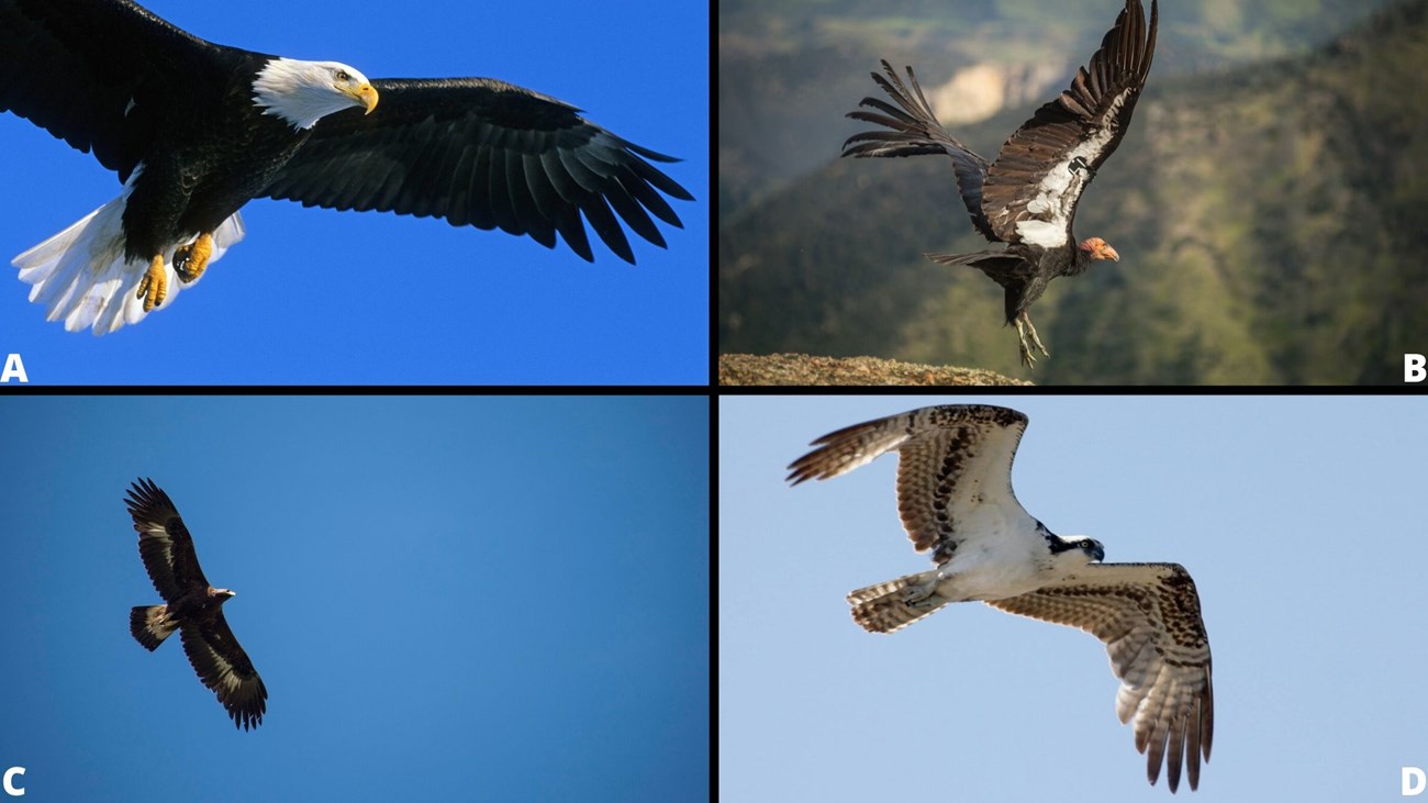Grid of four images: A: Bald Eagle, B: California Condor, C: Golden Eagle, D: Osprey