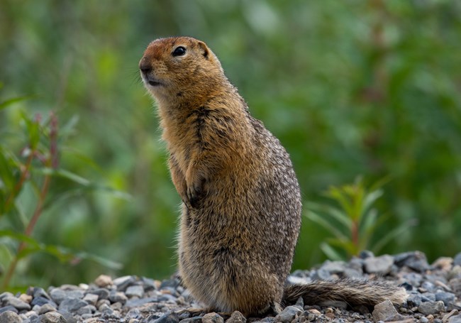 A ground squirrel surveying its surroundings.