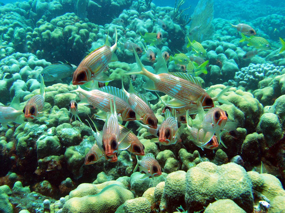 Tropical fish swimming on a reef.