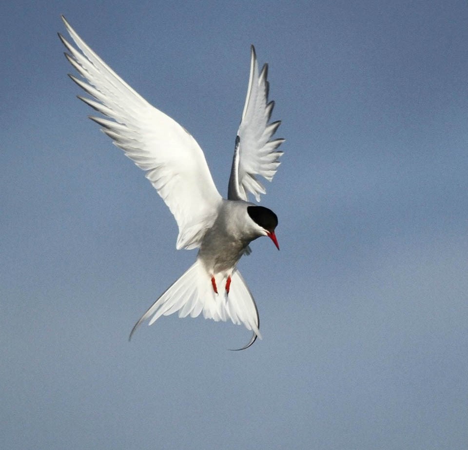 Arctic Tern against a clear blue sky