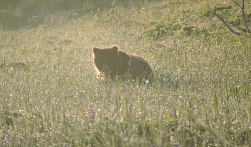 Resting bear A small bear is illuminated in morning light