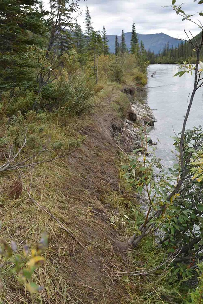 A stream with a well-worn bear trail along the bank.