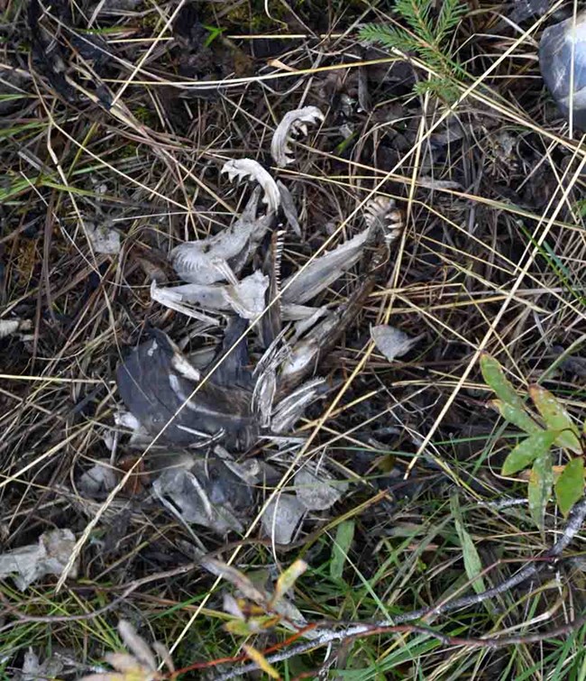 A pile of fish heads and bones left by bears along the stream.