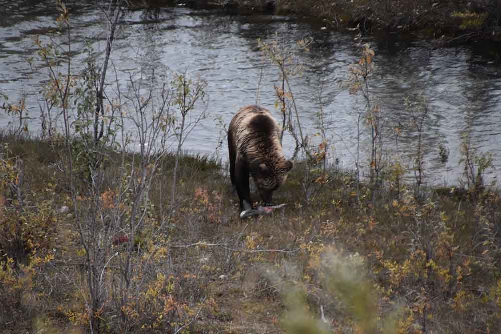 A bear wades in an Arctic stream fishing.