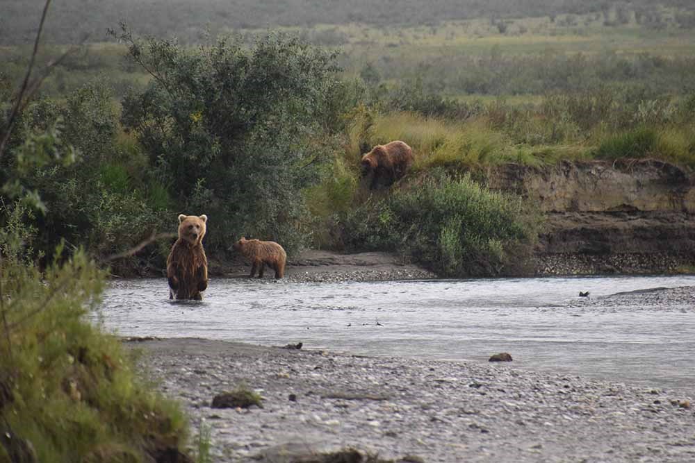 A sow and two large cubs fish an arctic river.