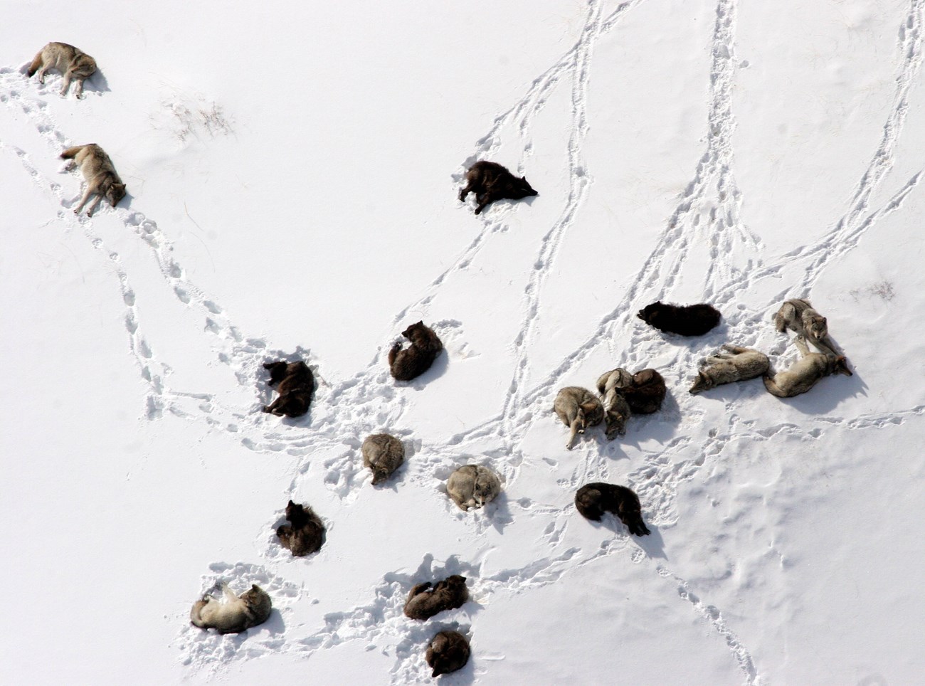 wolves lay on a snowy meadow