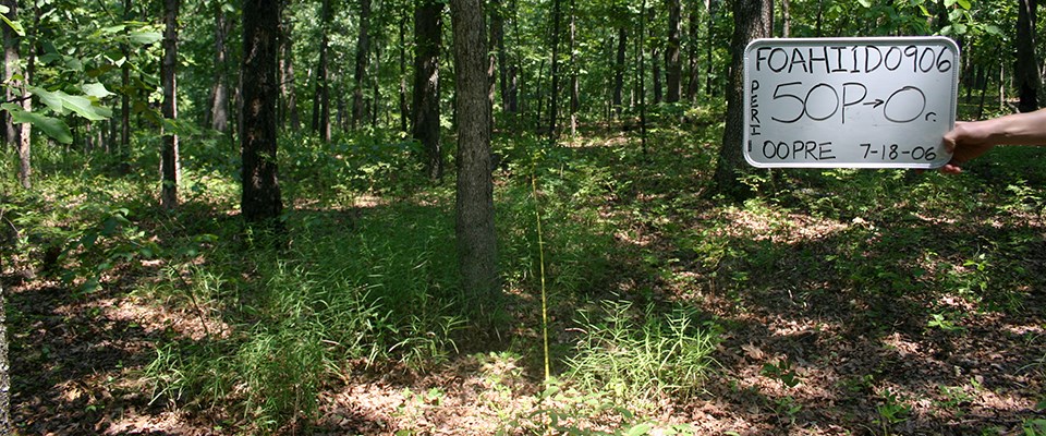 Vegetation plot at Pea Ridge in 2006. Vegetation plot at Pea Ridge in 2006.