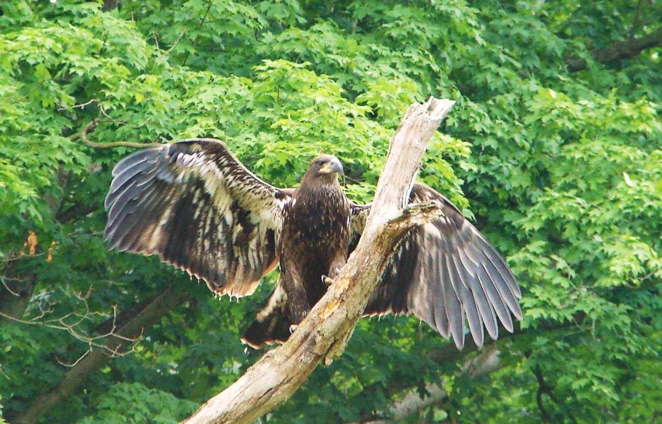 A mottled, brown-and-white eagle stretches its wings outward as it stands on a barkless tree trunk.