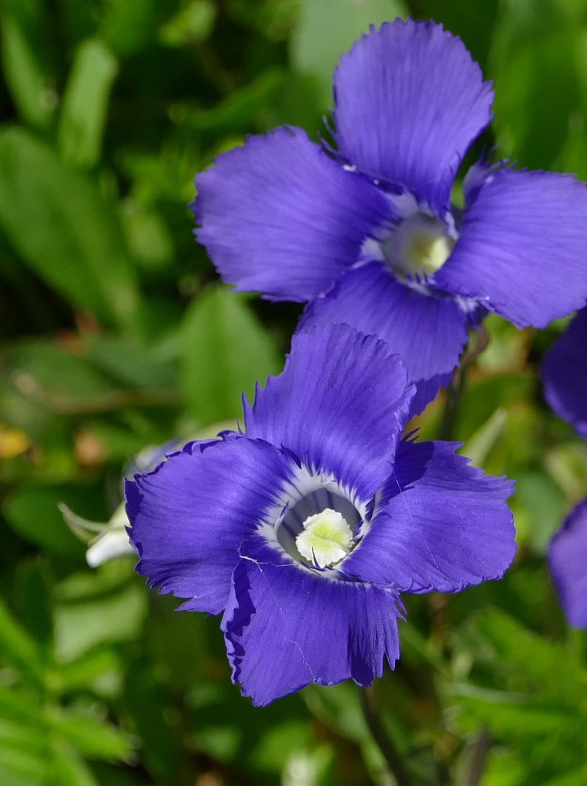 A closeup of the beautiful purple flower of the fringed gentian