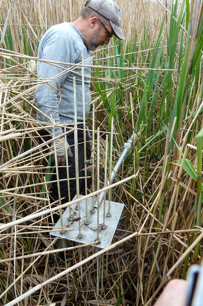 researcher stands in tall marsh grass