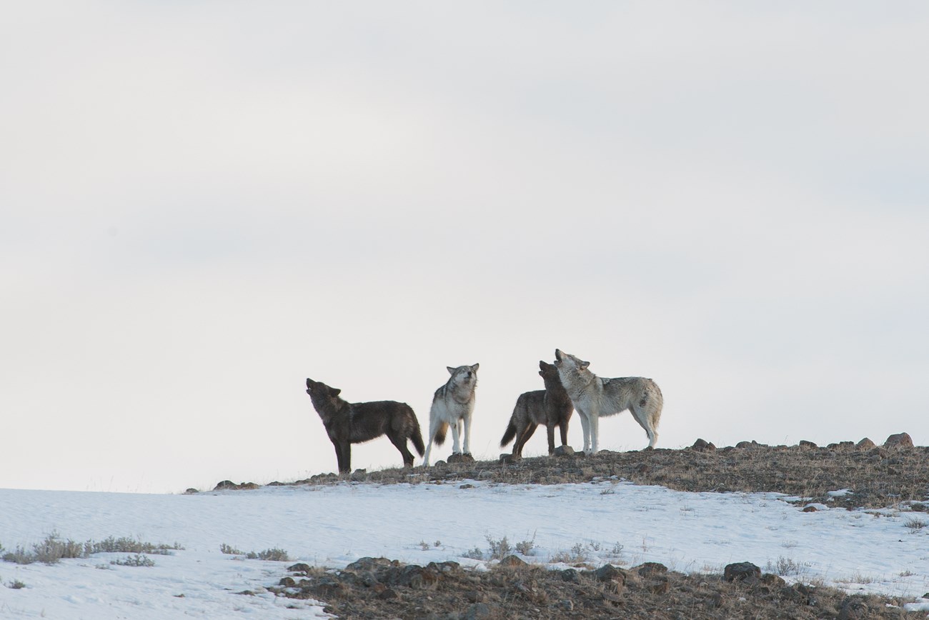 Wolves howling in the Lamar Valley