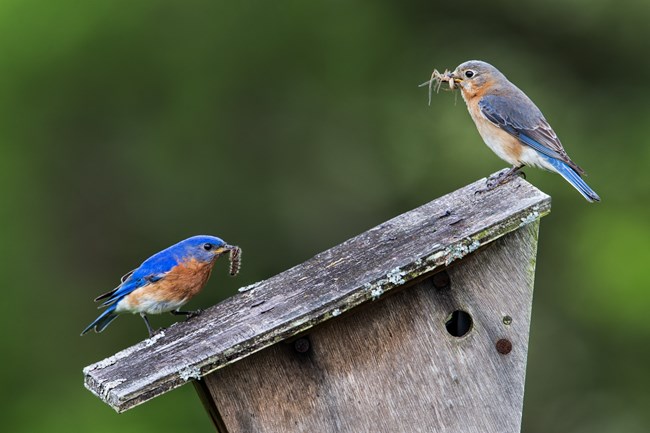 A pair of blue-and-rust colored birds stand on a nestbox, each holding an insect in its beak.