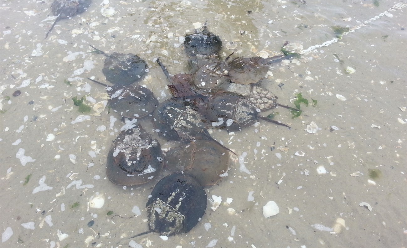 12 horseshoe crabs congregate in a oile in shallow water to breed along the shoreline