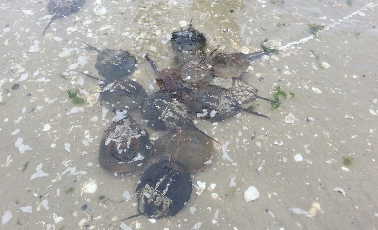 lt= 12 horseshoe crabs congregate in a oile in shallow water to breed along the shoreline