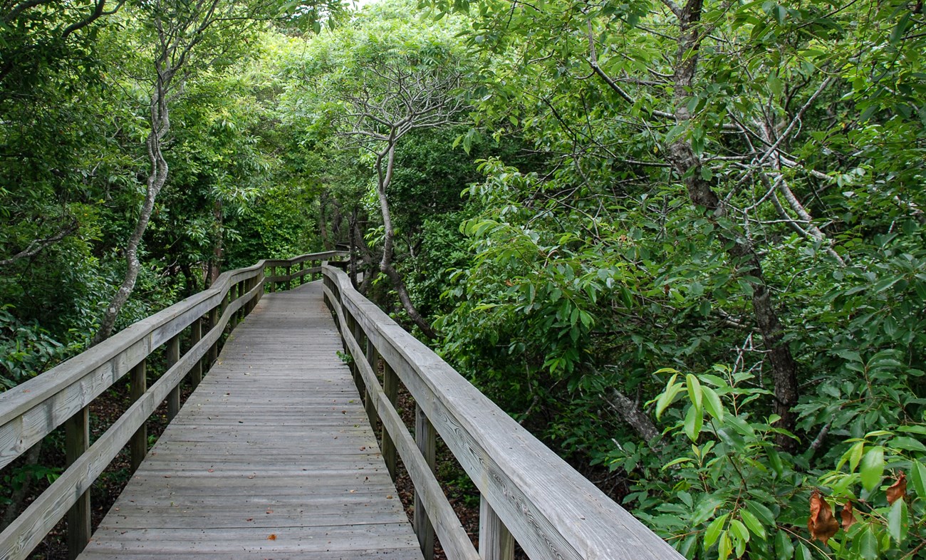 Sunken Forest boardwalk at Fire Island National Seashore.