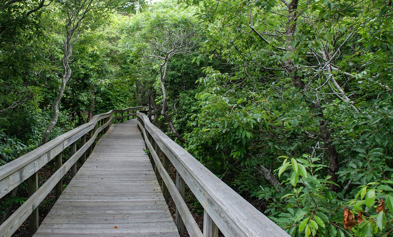 lt= Sunken Forest boardwalk at Fire Island National Seashore.