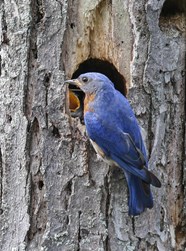 Junior Ranger Jr Explores Bluebirds U S National Park Service 