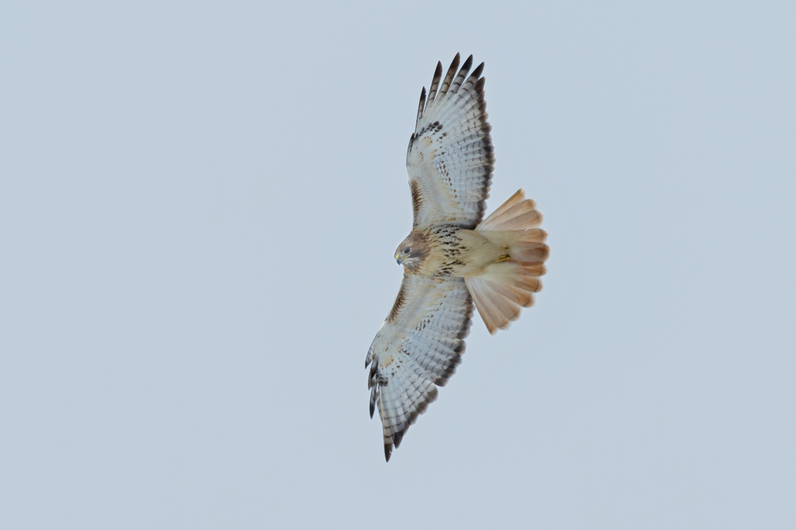 Red tailed hawk 04 / Drawing | ai illustrator file | US$5.00 each | Ai &  PNG File