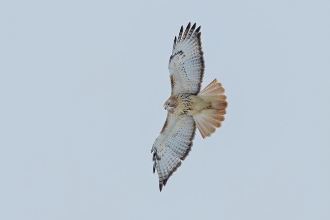 Red-tailed hawk flying c Jim Kaftan A hawk soaring, photographed from below; its underside is mostly white, but its fanned-out tail is noticeably rust-colored