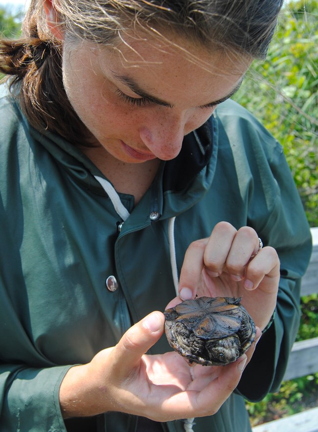 A student researcher inspects the underside of a mud turtle