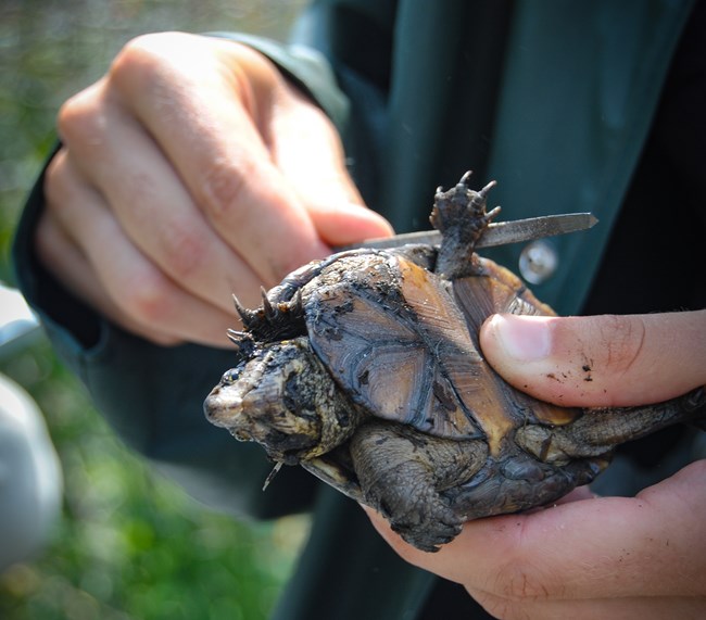 a mud turtle's shell is marked using a small file to create a notch
