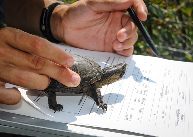 A turtle is held by a researcher while recording data on a data sheet