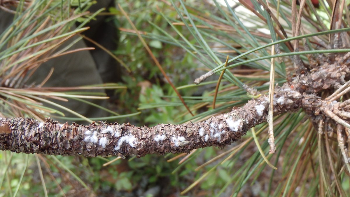 Red pine scale on red pine branch.