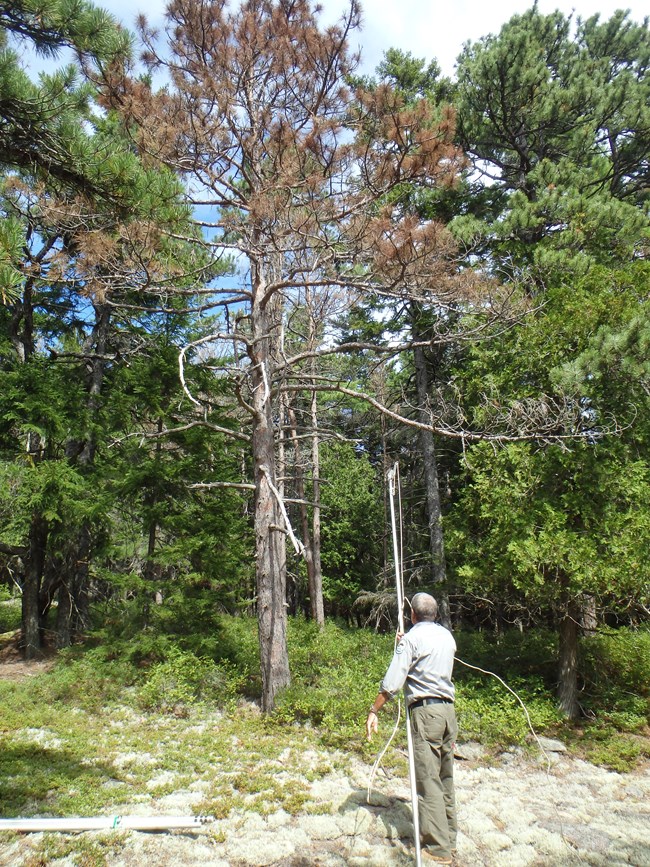Employee uses pole pruner to sample branch of red pine infested with red pine scale.