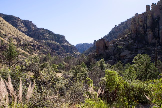 Lots of different plants in a canyon, with impressive rock pinnacles throughout.