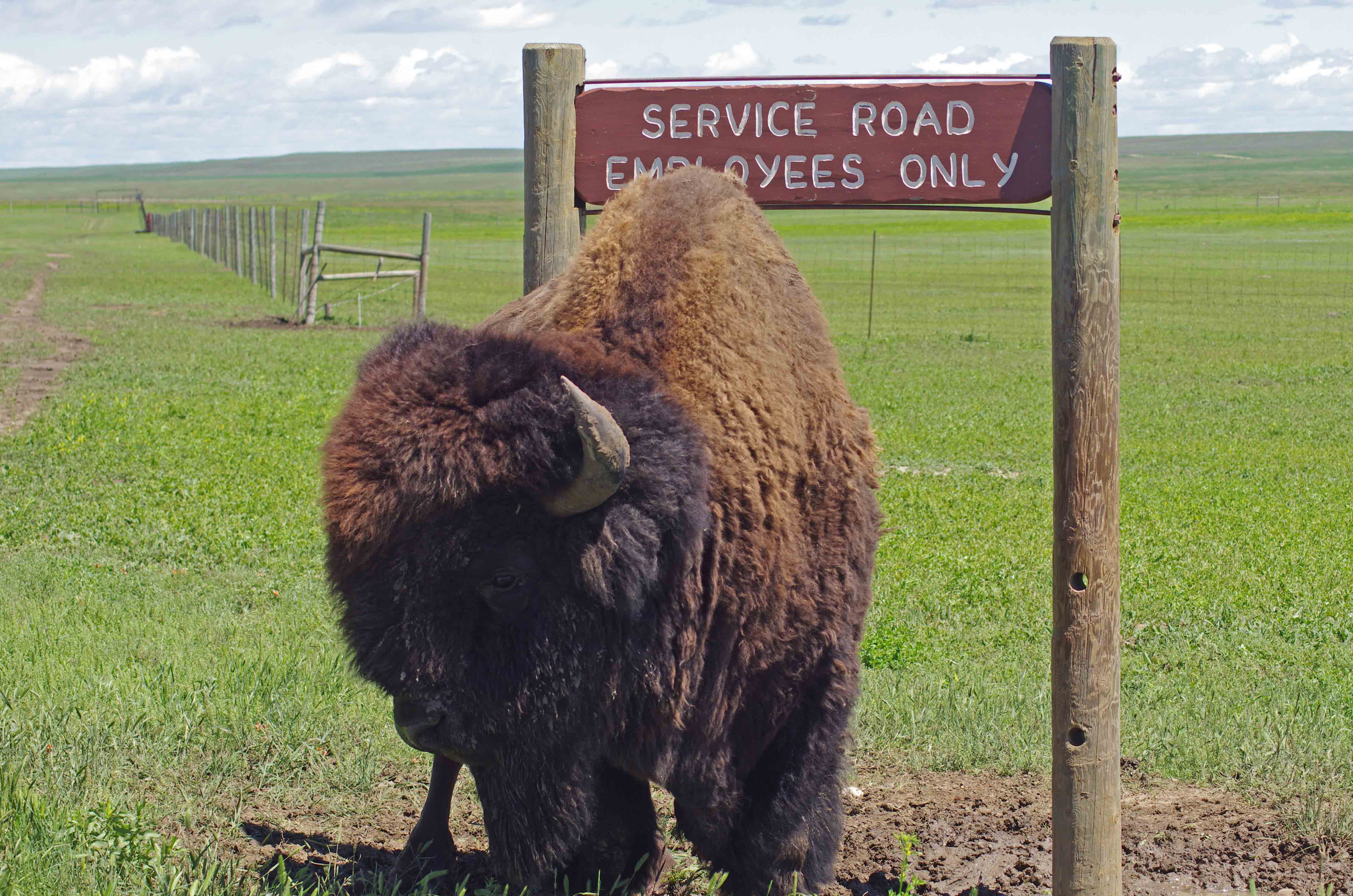 Bison, Buffalo, Tatanka: Bovids of the Badlands (. National Park Service)