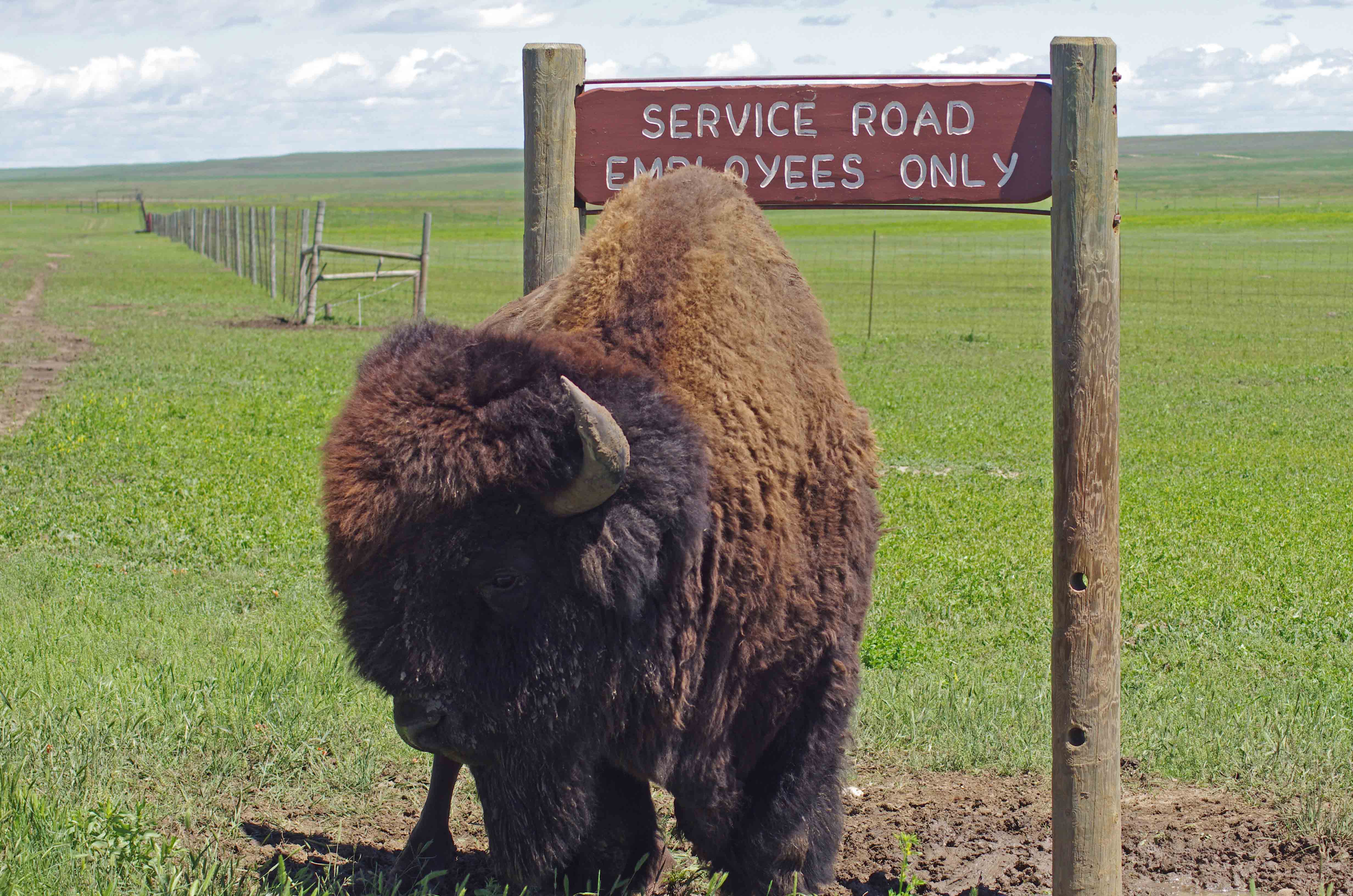 is jordskælv fejre Bison, Buffalo, Tatanka: Bovids of the Badlands (U.S. National Park Service)