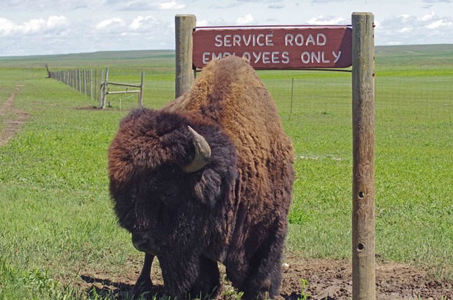 The Meaning of the Buffalo to Our People, by B The Change