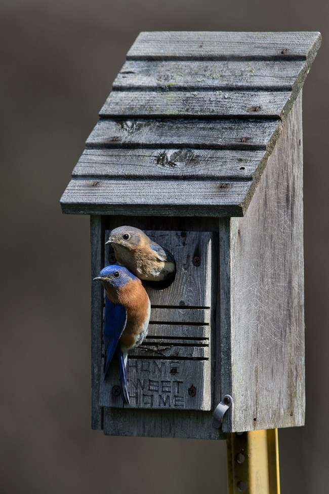 20150418_117 bluebirds nestbox c Jim Roetzel A male bluebird perches outside a nesting box while a female pokes it head out of the hole.