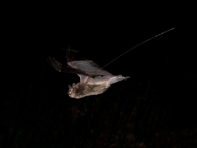 An Indiana bat with a trailing radio tag antenna. An Indiana bat with a trailing radio tag antenna.