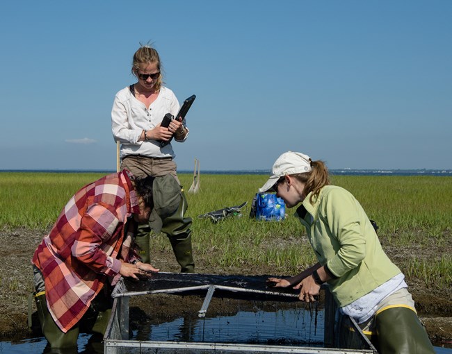 memberd of the salt marsh field crew look for nekton in a throw trap