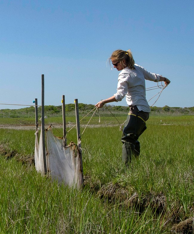 Cressman pulls the trigger lines, enclosing nekton within a ditch net in a salt marsh