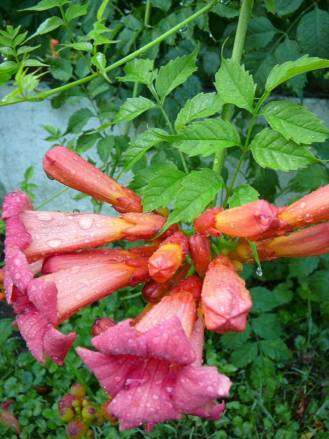 A cluster of red orange tubular flowers speckled with water drops.
