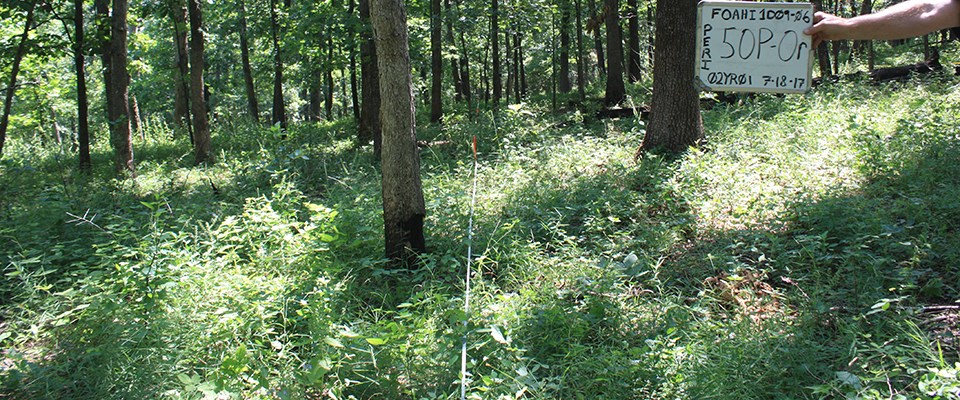 Same vegetation plot at Pea Ridge in 2017. Same vegetation plot at Pea Ridge in 2017.