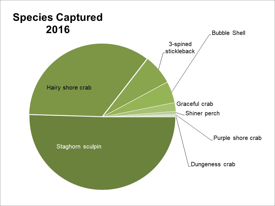 Pie chart of species captured at Third Lagoon in 2016. Staghorn sculpin made up around half of all captures, and hairy shore crabs made up about a third.