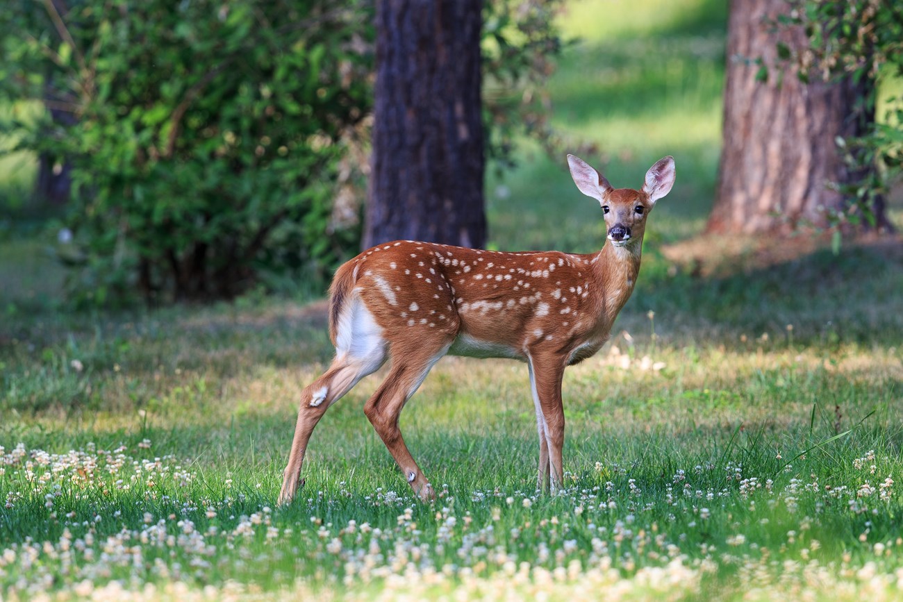 White-tailed deer