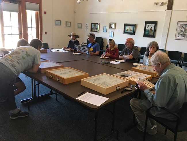 People around a table, looking at cases of preserved butterfly specimens