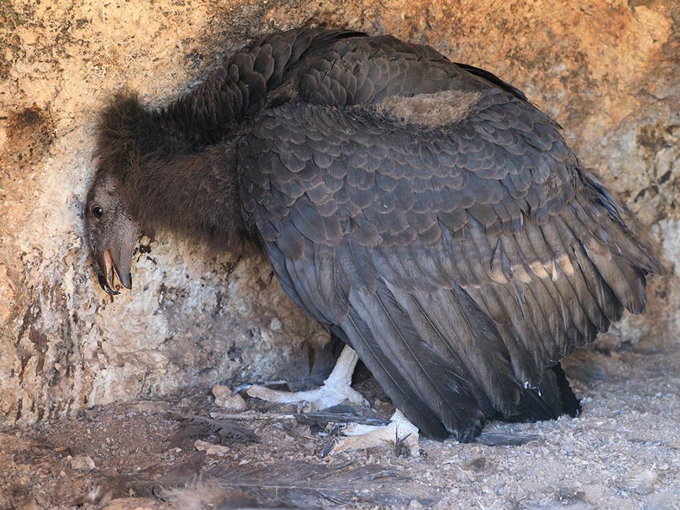 Young condor in a spacious cliff cavity