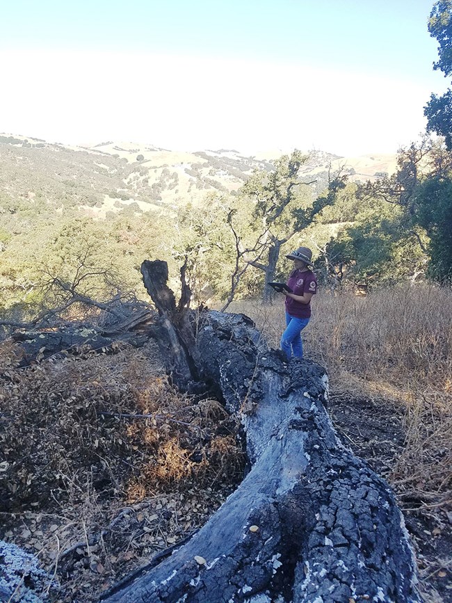 Person collecting data on a fallen oak tree