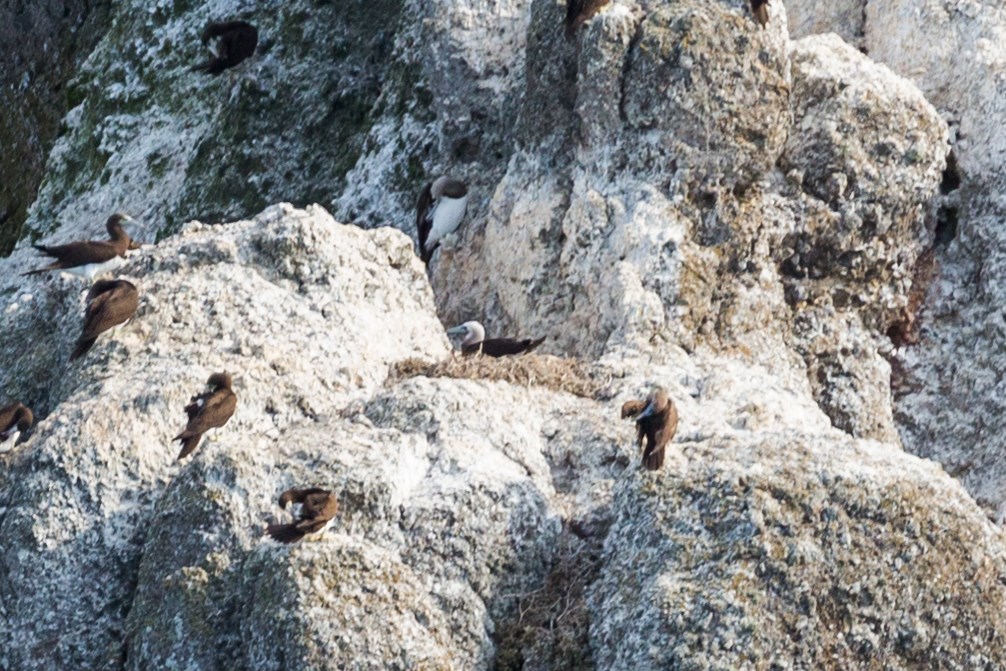 Several brown boobies on guano-covered rocks, including one sitting on a large nest