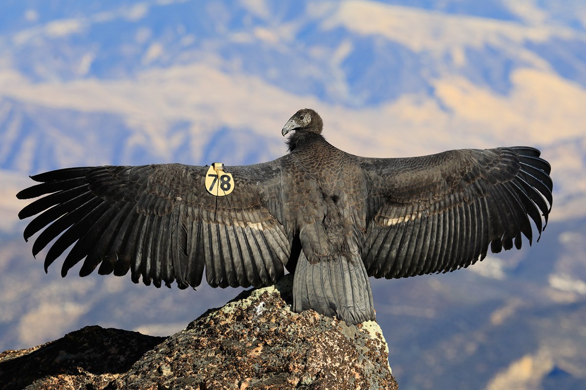Huge black bird perched on a rock with her wings spread wide. On one wing is a tag with the number 78 on it.