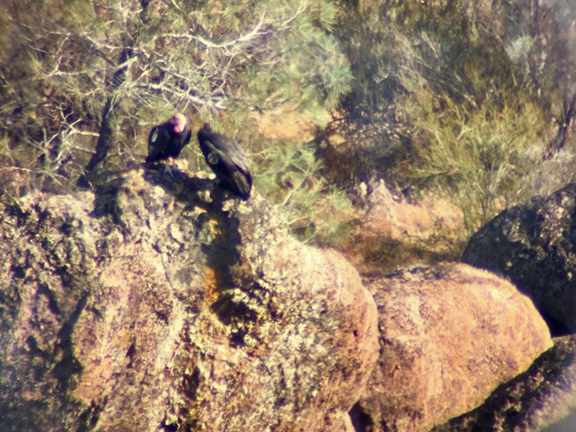 Two California Condors, including a young one with tag 78 on her wing, seen from a distance resting on a rock